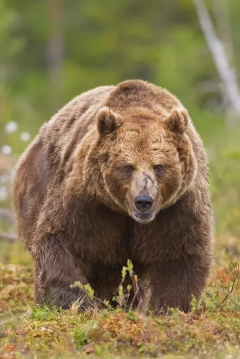 Framed Print : European Brown Bear (Ursus arctos arctos) adult, walking in boreal bog, Northeast Finland Framed Print : European Brown Bear (Ursus arctos arctos) adult, walking in boreal bog, Northeast Finland
