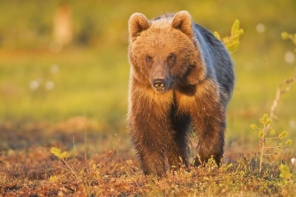 European Brown Bear (Ursus arctos arctos) adult, standing in boreal bog, in evening sunlight, Northeast Finland