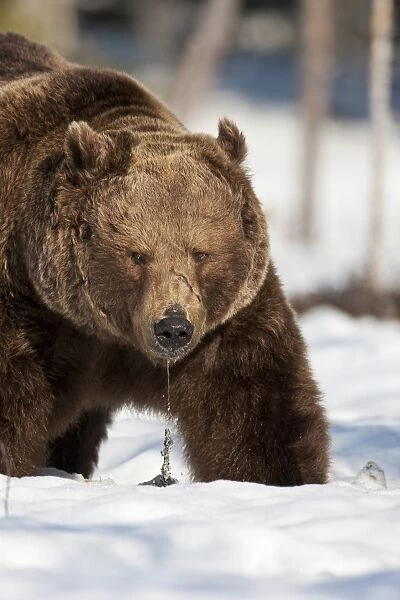 European Brown Bear (Ursus arctos arctos) adult, dribbling, standing in snow, Ruhtinansalmi, Oulu, Finland