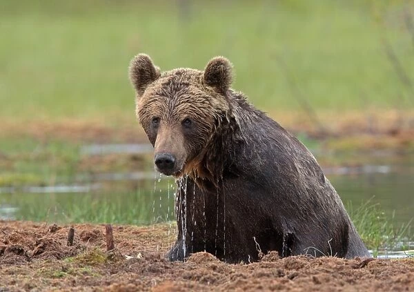 European Brown Bear (Ursus arctos arctos) adult, emerging from water, Finland