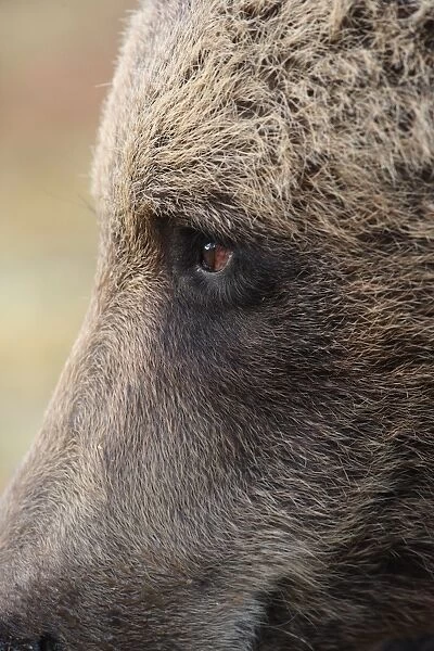 European Brown Bear (Ursus arctos arctos) adult, close-up of face, Finland