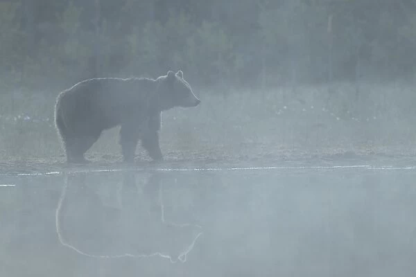European Brown Bear (Ursus arctos arctos) adult, standing at edge of pool with reflection in early morning mist