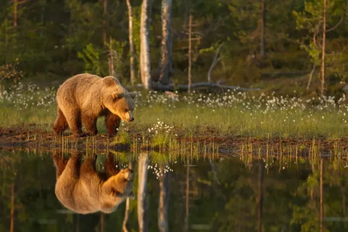 Framed Print : European Brown Bear (Ursus arctos arctos) adult, walking beside pool with reflection in evening sunlight, Finland, june Framed Print : European Brown Bear (Ursus arctos arctos) adult, walking beside pool with reflection in evening sunlight, Finland, june