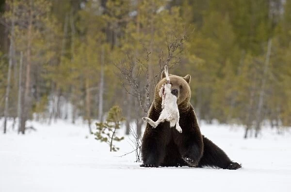 European Brown Bear (Ursus arctos arctos) adult, feeding on Mountain Hare (Lepus timidus) in snow, Martinselkonen, Finland, april