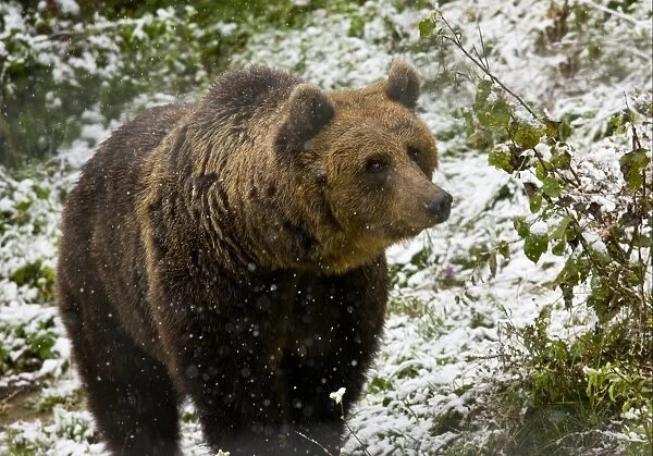 European Brown Bear (Ursus arctos arctos) adult, standing in falling snow, Brown Bear sanctuary, Zarnesti