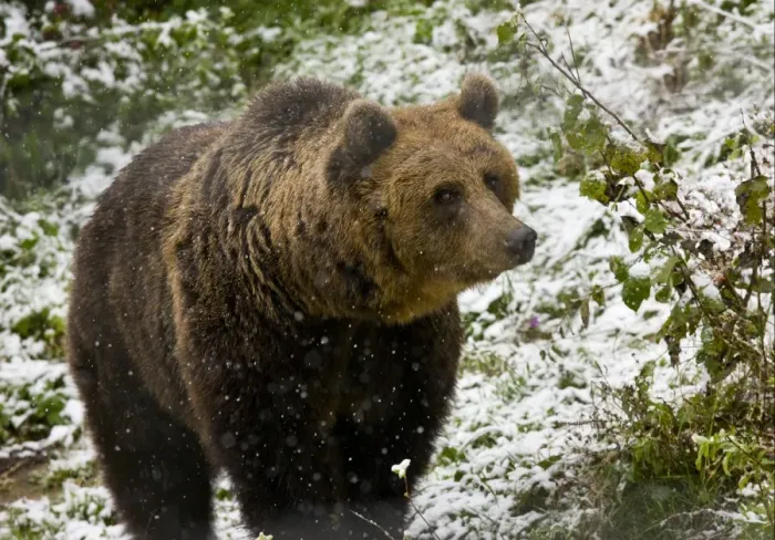 Framed Print : European Brown Bear (Ursus arctos arctos) adult, standing in falling snow, Brown Bear sanctuary, Zarnesti Framed Print : European Brown Bear (Ursus arctos arctos) adult, standing in falling snow, Brown Bear sanctuary, Zarnesti