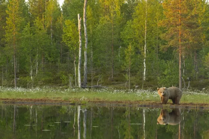 Framed Print : European Brown Bear (Ursus arctos arctos) adult, standing beside pool with reflection in evening sunlight, Finland, june
