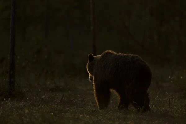 European Brown Bear (Ursus arctos arctos) adult, backlit at dawn, Finland, june