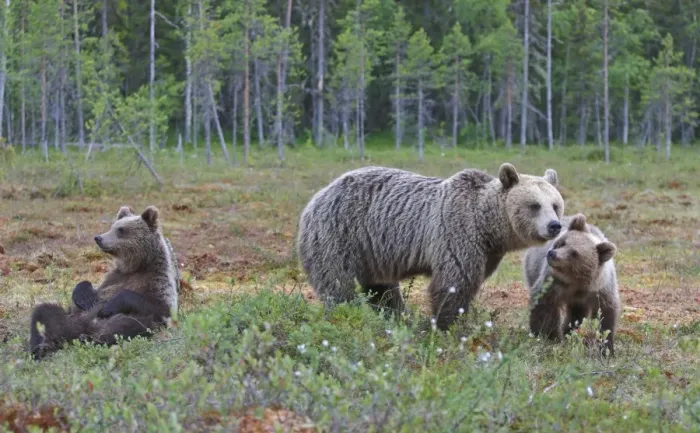 Framed Print : European Brown Bear (Ursus arctos arctos) adult female, with two cubs, in bog habitat, Northeast Finland Framed Print : European Brown Bear (Ursus arctos arctos) adult female, with two cubs, in bog habitat, Northeast Finland