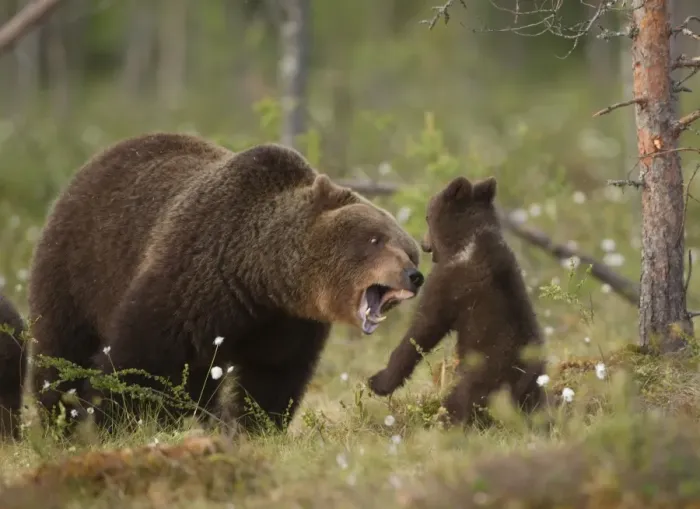 Framed Print : European Brown Bear (Ursus arctos arctos) adult female with young cub, playfighting, Finland, june