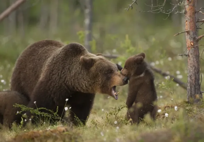 Framed Print : European Brown Bear (Ursus arctos arctos) adult female with young cub, playfighting, Finland, june Framed Print : European Brown Bear (Ursus arctos arctos) adult female with young cub, playfighting, Finland, june