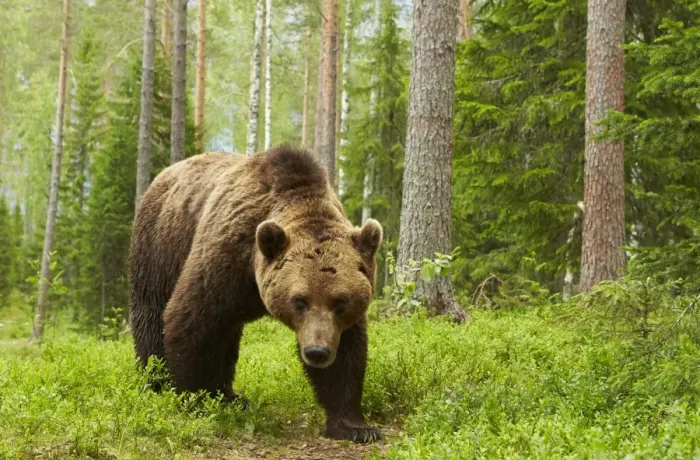 Framed Print : European Brown Bear (Ursus arctos arctos) adult male, standing in boreal forest habitat, Finland, June Framed Print : European Brown Bear (Ursus arctos arctos) adult male, standing in boreal forest habitat, Finland, June