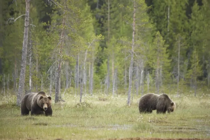 Framed Print : European Brown Bear (Ursus arctos arctos) adult pair, standing at edge of bog in boreal forest habitat, Finland Framed Print : European Brown Bear (Ursus arctos arctos) adult pair, standing at edge of bog in boreal forest habitat, Finland