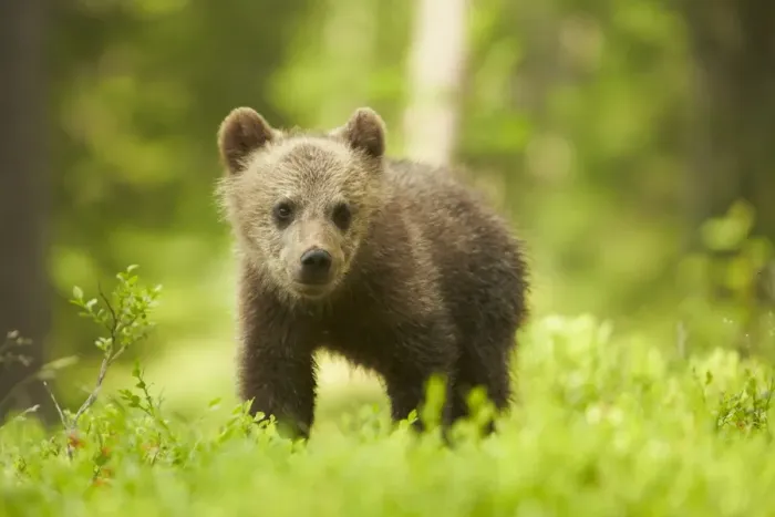 Framed Print : European Brown Bear (Ursus arctos arctos) cub, walking amongst bilberry in boreal forest, Finland, June Framed Print : European Brown Bear (Ursus arctos arctos) cub, walking amongst bilberry in boreal forest, Finland, June