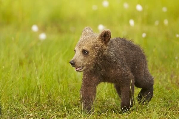 European Brown Bear (Ursus arctos arctos) cub, walking amongst cotton grass, Finland, June