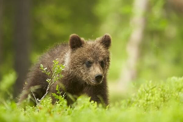 European Brown Bear (Ursus arctos arctos) cub, walking amongst bilberry in boreal forest, Finland, June
