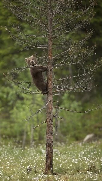 European Brown Bear (Ursus arctos arctos) cub, climbing dead conifer tree in boreal forest, Finland, June
