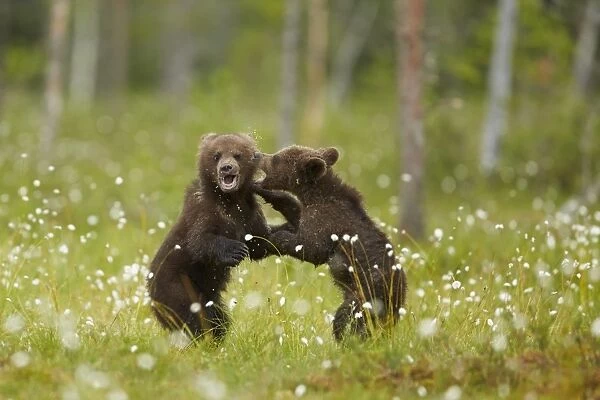 European Brown Bear (Ursus arctos arctos) two cubs, playfighting amongst cotton grass, Finland, June