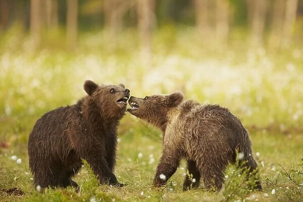 European Brown Bear (Ursus arctos arctos) two cubs, playfighting amongst cotton grass, Finland, June