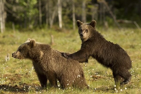 European Brown Bear (Ursus arctos arctos) two cubs, one with paws on back of other, in boreal forest, Finland, June