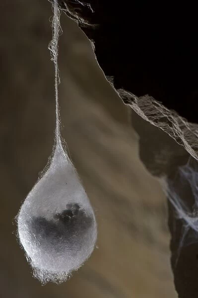 European Cave Spider (Meta menardi) egg cocoon with spiderlings ready to hatch inside, hanging in cave, Italy, january