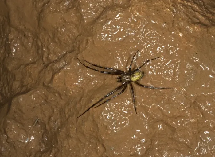 Framed Print : European Cave Spider (Meta menardi) adult, with silk thread in ochre stained limestone cave, Somerset, England, March Framed Print : European Cave Spider (Meta menardi) adult, with silk thread in ochre stained limestone cave, Somerset, England, March