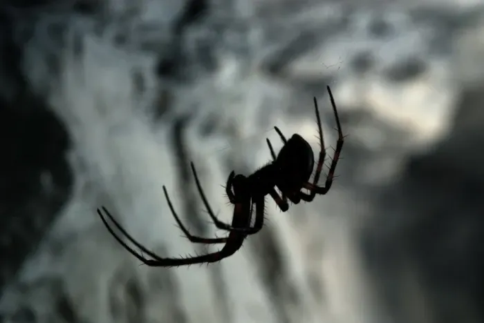 Framed Print : European Cave Spider (Meta menardi) adult female, on web in cave, Italy Framed Print : European Cave Spider (Meta menardi) adult female, on web in cave, Italy
