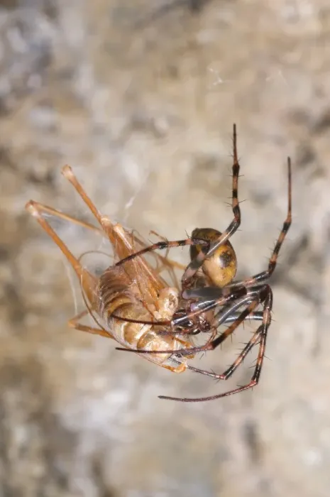 Framed Print : European Cave Spider (Meta menardi) adult female, feeding on prey caught in web, Italy