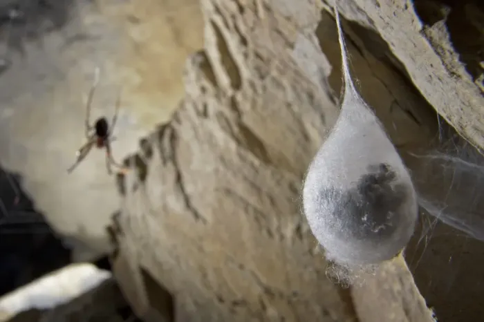Framed Print : European Cave Spider (Meta menardi) egg cocoon with spiderlings ready to hatch inside, hanging in cave, with adult female in background, Italy, january Framed Print : European Cave Spider (Meta menardi) egg cocoon with spiderlings ready to hatch inside, hanging in cave, with adult female in background, Italy, january