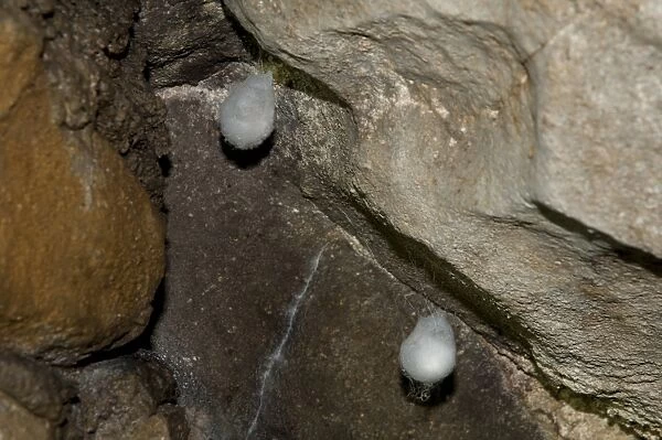 European Cave Spider (Meta menardi) egg sacs, Ingleborough Cave, Ingleborough, Yorkshire Dales N. P