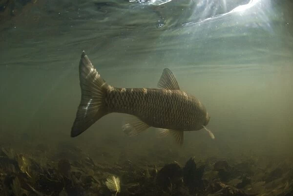 European Chub (Squalius cephalus) adult, swimming away in river, River Witham, Lincolnshire, England, October