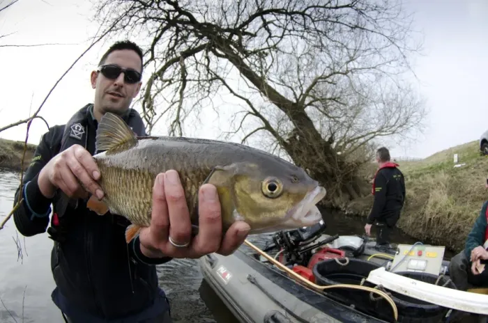 Framed Print : European Chub (Squalius cephalus) adult, held by Environment Agency worker during fish survey, River Soar Framed Print : European Chub (Squalius cephalus) adult, held by Environment Agency worker during fish survey, River Soar