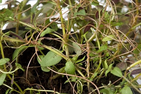 European dodder, Cuscuta europaea, a parasitic plant on a herd thyme plant in a pot