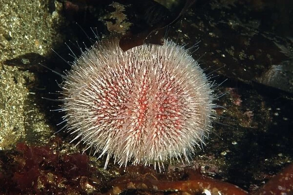 European Edible Sea Urchin (Echinus esculentus) adult, amongst kelp in sea loch, Loch Carron, Ross and Cromarty