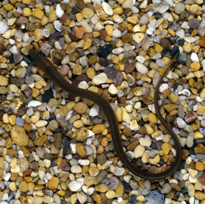 Framed Print : European Eel (Anguilla anguilla) Framed Print : European Eel (Anguilla anguilla)