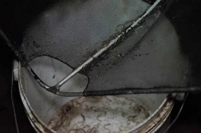 Framed Print : European Eel (Anguilla anguilla) elvers, caught in net, being emptied into bucket at night, River Severn