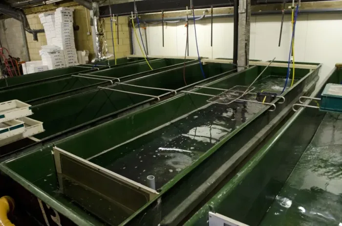Framed Print : European Eel (Anguilla anguilla) holding tanks for elvers at captive rearing project headquarters Framed Print : European Eel (Anguilla anguilla) holding tanks for elvers at captive rearing project headquarters