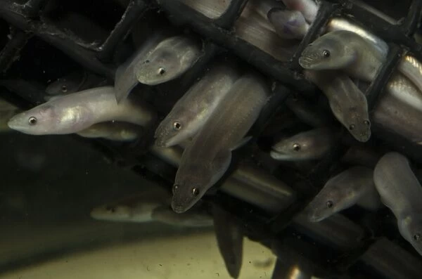 European Eel (Anguilla anguilla) juveniles, group in tank at captive rearing project headquarters