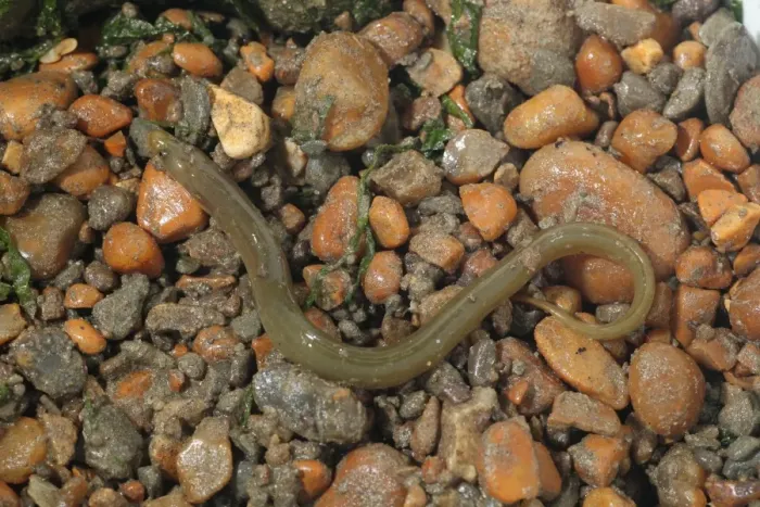 Framed Print : European Eel (Anguilla anguilla) yellow form, immature, amongst rocks on shore, Eype, Dorset, England, September Framed Print : European Eel (Anguilla anguilla) yellow form, immature, amongst rocks on shore, Eype, Dorset, England, September