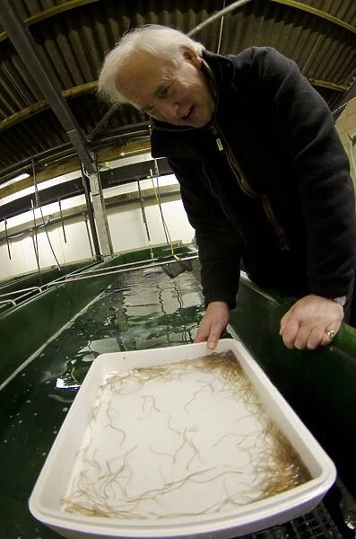 European Eel (Anguilla anguilla) young, glass eels in tray held by Andrew Kerr at captive rearing project headquarters