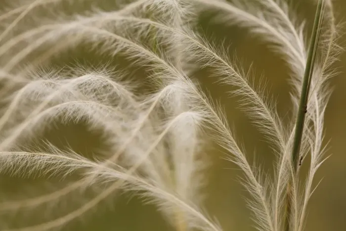 Framed Print : European Feather Grass (Stipa pennata) close-up of awns, Causse de Gramat, Massif Central, Lot Region, France, June