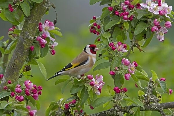 European Goldfinch (Carduelis carduelis) adult male, perched in Crabapple (Malus sp. ) tree with blossom, Shropshire, England, april