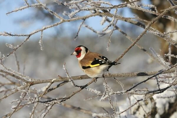 European Goldfinch (Carduelis carduelis) adult male, perched on frost covered twig, Cairngorms N. P. Speyside, Highlands, Scotland, december