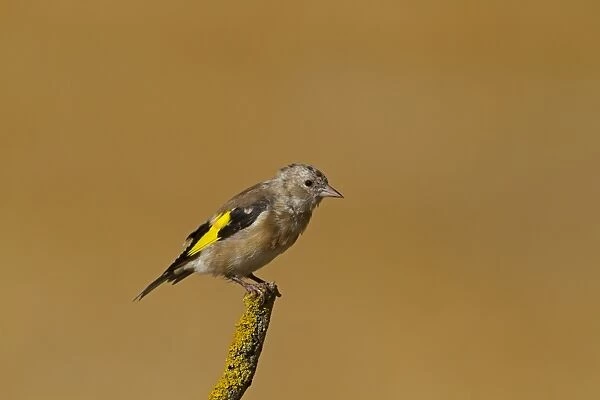 European Goldfinch (Carduelis carduelis) juvenile, moulting to adult plumage, perched on twig, Northern Spain, september