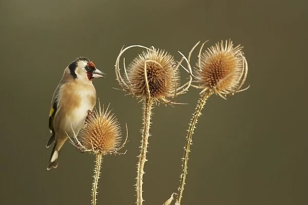 European Goldfinch (Carduelis carduelis) adult, feeding on teasel seedheads, Shropshire, England, December