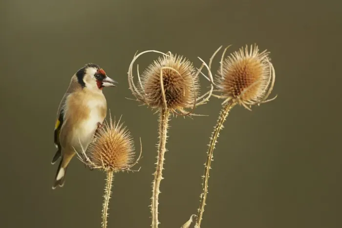 Framed Print : European Goldfinch (Carduelis carduelis) adult, feeding on teasel seedheads, Shropshire, England, December Framed Print : European Goldfinch (Carduelis carduelis) adult, feeding on teasel seedheads, Shropshire, England, December
