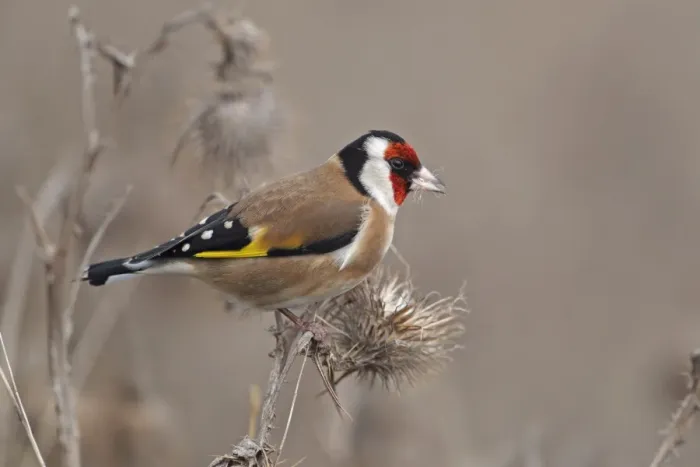 Framed Print : European Goldfinch (Carduelis carduelis) adult, feeding on thistle seeds, Norwich, Norfolk, England, december Framed Print : European Goldfinch (Carduelis carduelis) adult, feeding on thistle seeds, Norwich, Norfolk, England, december