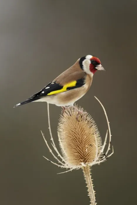 Framed Print : European Goldfinch (Carduelis carduelis) adult, feeding on teasel seedhead, Shropshire, England Framed Print : European Goldfinch (Carduelis carduelis) adult, feeding on teasel seedhead, Shropshire, England