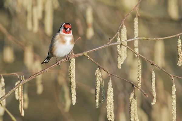 European Goldfinch (Carduelis carduelis) adult, perched on Common Hazel (Corylus avellana) twig with catkins, North Downs, Kent, England, march