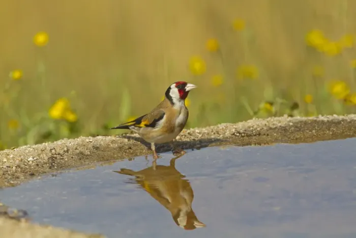 Framed Print : European Goldfinch (Carduelis carduelis) adult, drinking at pool with reflection, Spain, may